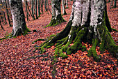 Beechwood in autumn. Urkiaga pass. Pyrenees. Navarra. Spain.