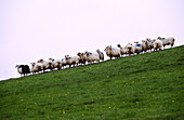 Latza-Schafe. Collado de Idoia. G.R.11 (Langstreckenwanderwege). Navarra, Spanien