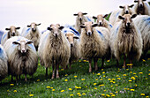 Latza sheep. Collado de Idoia. G.R.11 (Long-distance trails). Navarre, Spain