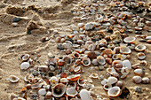 Shells on Los Lances beach, Tarifa. Cádiz province, Andalusia. Spain