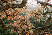 Cork Oak in Los Alcornocales Natural Park. Tarifa, Cádiz province, Andalusia, Spain