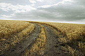 A path in a farmers field in Saskatchewan, Canada