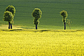 Row of trees in a rape field