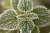 Stinging nettle with hoarfrost