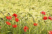 Poppies in front of a field.