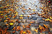 Autumn leaves on paved street. Paris. France
