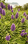 Purple wildflowers on Angel Island. Bay area, California. USA.