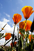 Orange California poppies with blue sky. Dublin, California. USA.