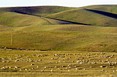 Hills and sheep. Dublin, California. USA.