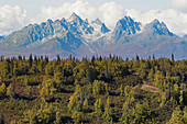 View of forest and mountains of Denali State Park. Alaska. USA