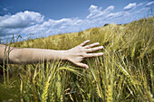 Woman s hand touching wheat in a field. Auvers sur Oise. Ile-de-France. France