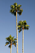 Palm trees. San Diego. California. United States