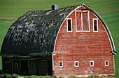 Red barn in wheat field. Palouse region. Whitman County. Washington. USA