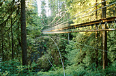 Suspension bridge in the woods at Drift Creek Trail near Lincoln City. Lincoln County, Oregon, USA