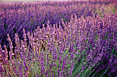 Backlit lavender at sunrise. Walla Walla County, Washington. USA.