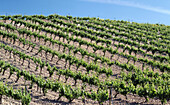 Ribera del Duero vineyards, Pesquera de Duero. Valladolid province, Castilla-León, Spain