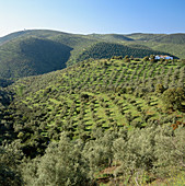 Olive trees, Sierra Morena, Córdoba province, Spain