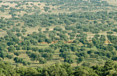 Alcudia valley. Ciudad Real province, Castilla-La Mancha. Spain