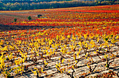 Vineyard. Alava. Spain