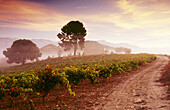 Vineyards. La Rioja. Spain