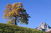 Oak tree and Mount Billare in background, fall colors. Lescun. France