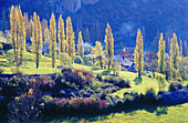Poplars. Serveto. Huesca province. Spain