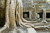 Ta Prohm temple, mid XIIth century, early XIIIth century AD. Buddhist. Temples of Angkor. Siem Reap area. Kingdom of Cambodia.