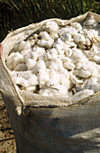 Cotton harvest. Perge region. Antalya province. Mediterranean coast. Turke