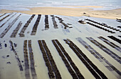 Oyster bed. Aerial view. Island of Oléron. Charente-Maritime province. Atlantic Coast. France.