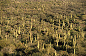 Saguaro National Park (east) in Arizona, USA