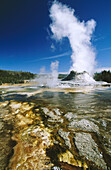 Castle Geyser erupting. Yellowstone National Park. Wyoming. USA