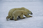 Polar bear cub sow protecting cub (Ursus maritimus)
