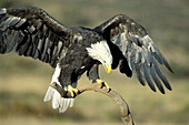 Bald Eagle landing (Haliaeetus leucocephalus)