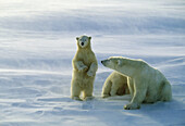 Polar bear sow and cubs (Ursus maritimus) standing to watch approaching bear. Churchill, Manitoba, Canada