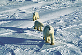 Polar bear family (Ursus maritimus) waling across tundra -very cold air temperature and sun generate cool blue color in snow-