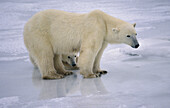 Polar bear (Ursus maritimus) sow and cub on shores of Hudson s Bay, Canada