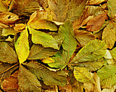 Autumn chessnut leafs