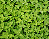 Young nettle leafs in spring