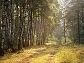 A typical view from a polish wood in the eastern part of the country