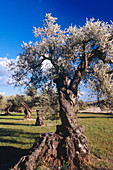 Olive trees (Olea europaea). El Maestrazgo. Castellon Province. Comunidad Valenciana. Spain