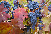 Vineyards, Fuenterrobles. Requena-Utiel, Valencia province, Comunidad Valenciana, Spain