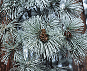Ponderosa Pine (Pinus ponderosa) with frost, USA
