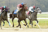 Horse racing. Tampa Bay Downs. Florida. USA