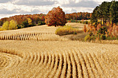 Cornfield ready for harvest in autumn. Cadillac. Michigan. USA