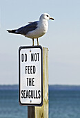 Seagull sit atop a sign reading do not fee the seagulls