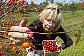 Woman picks Ripe Cherries hanging from trees in an orchard Port Huron Michigan