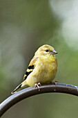 Birds eating seed at a bird feeder feeding station