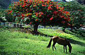 Flammenbaum und Pferd im Ort Taiohae auf der Insel Nuku Hiva, Französisch Polynesien