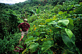 Wanderer steht neben Kava Pflanzen im Inneren der Insel Viti Levu, Fidschiinseln