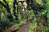 Rainforest at Mt Egmont National Park on the North Island, New Zealand